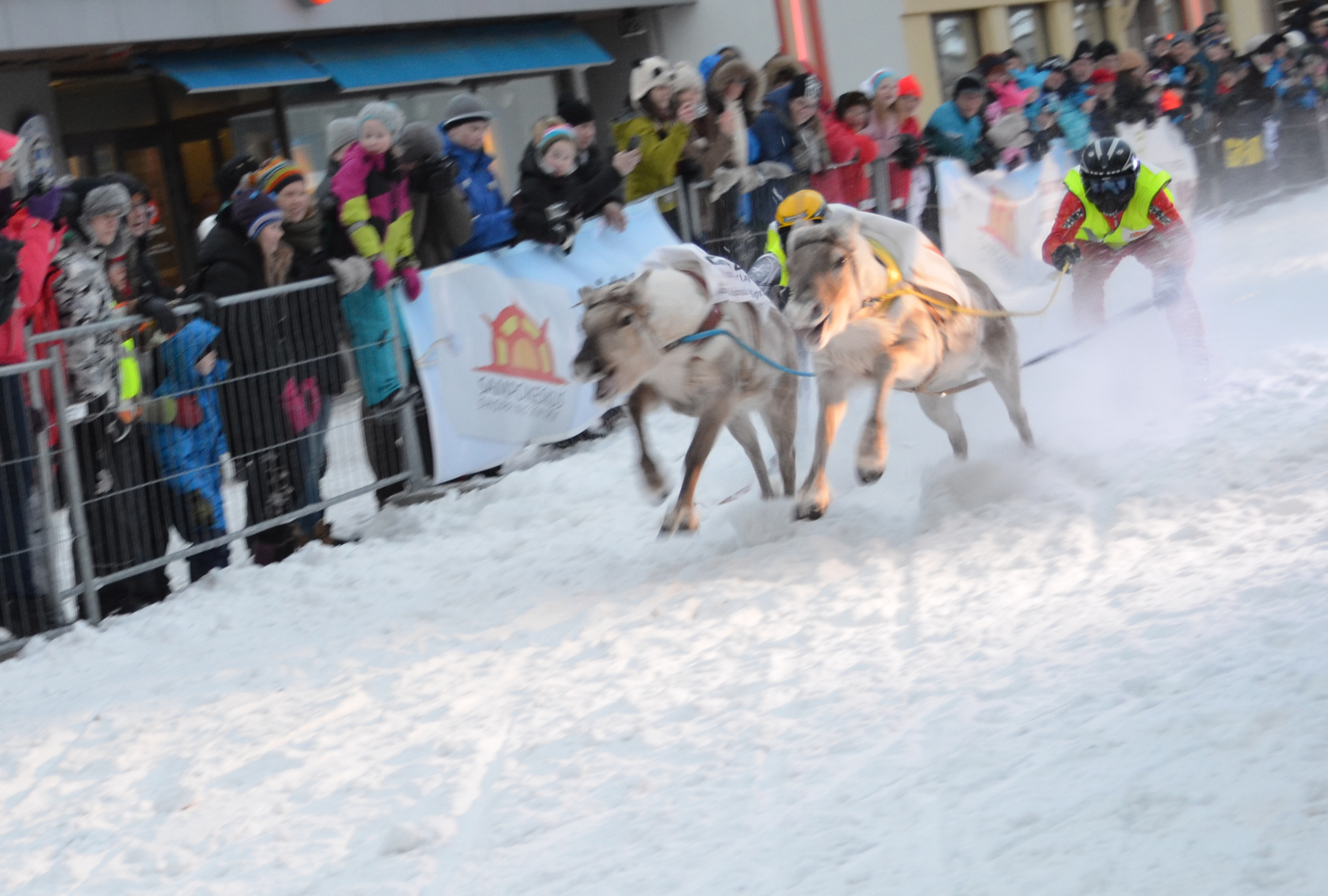 Porokisat 2013- Course de rennes à Rovaniemi