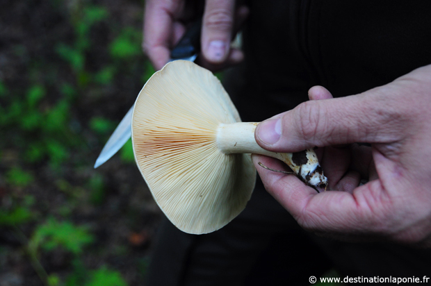 Destination Laponie: Cueillette  de champignon