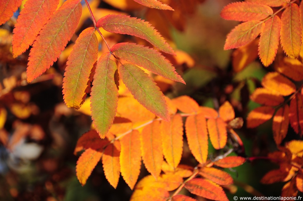Laponie: Ruska couleurs d'automne