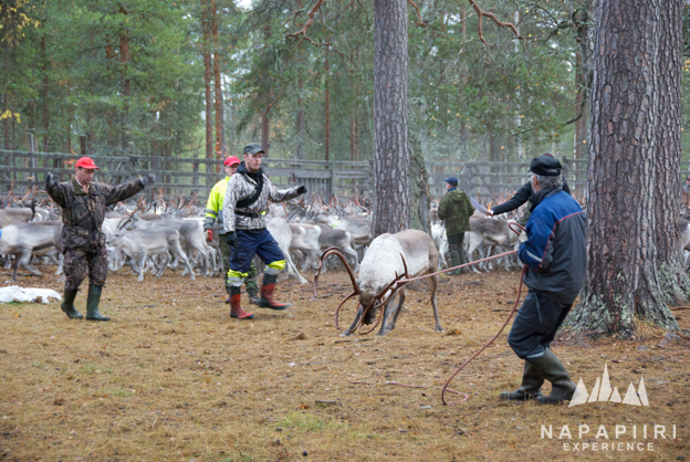 Destination Laponie: poroerotus