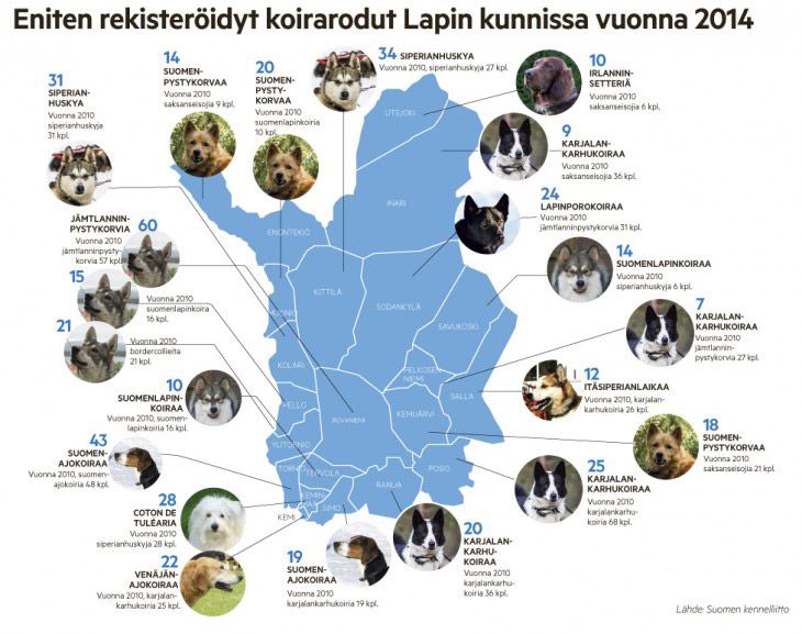 Races de chiens les plus répandues en Laponie finlandaise