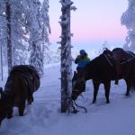 Ballade à cheval en Laponie