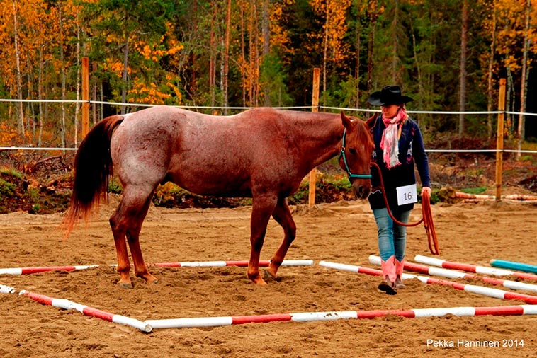 Dressage de chevaux au Lucky Ranch. © Pekka Hanninen 2014.